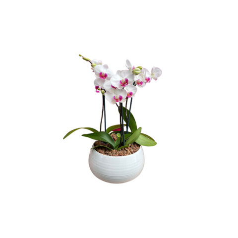 Orquideas