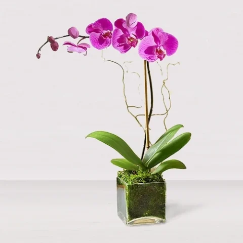 Orquídea en Florero